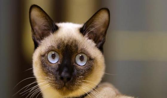 猫咪语言的奥秘(探索猫咪各种声音背后的含义)