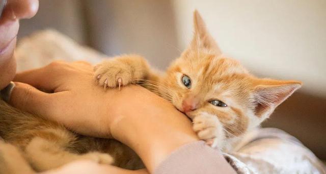 猫咪疫苗，宠物健康的必需品（如何正确给猫咪注射疫苗）
