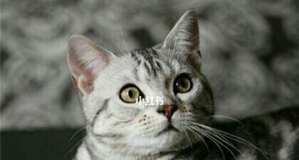 小猫突然吐了,你该怎么办(以宠物为主的吐泻症状与处理方法)