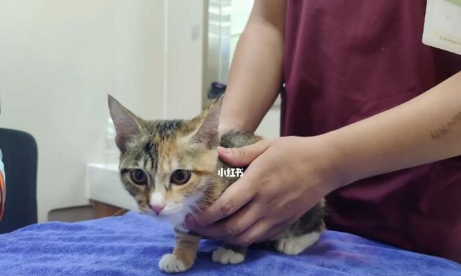 小猫打疫苗指南(宠物保健知识)
