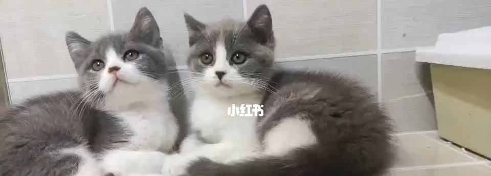 3个多月小猫的成长日记（探寻宠物小猫从出生到3个多月的成长历程）