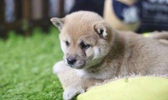 5个月柴犬的饮食管理指南（如何合理安排柴犬的饮食量和种类）