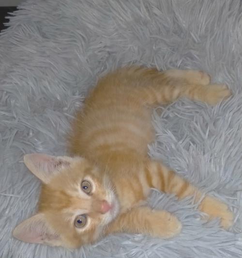5个月小猫的老咬人问题（如何解决宠物老咬人问题）