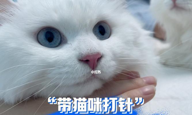 如何以爱小猫挠用打针(宠物健康的必经之路)