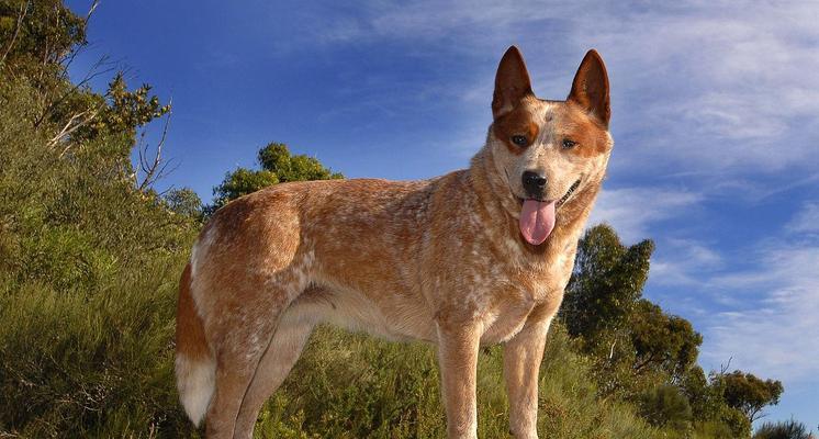 澳大利亚的宠物犬品种（深入了解澳大利亚产犬种及其特点）