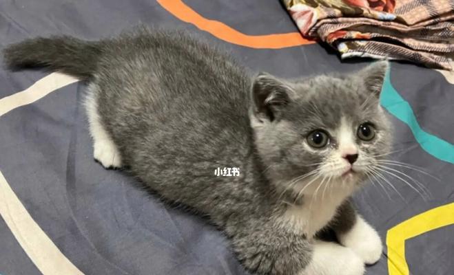 半个月小猫养成手册(从宠物新手到小猫抚养专家的完美指南)