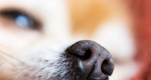 选择适合鼻炎患者的宠物狗（以鼻炎适合养什么狗）