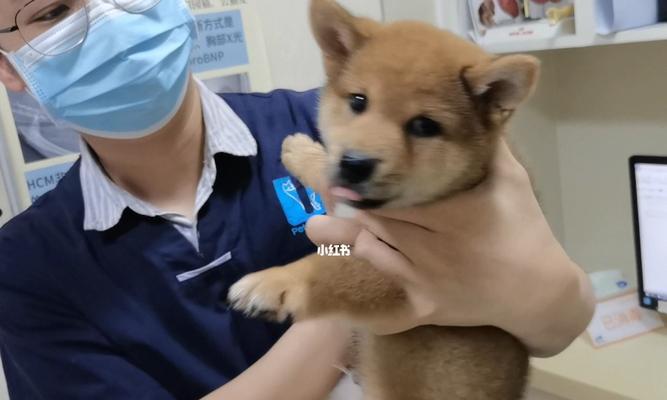 宠物狗狗的育苗常识(保护宠物健康的必备知识)