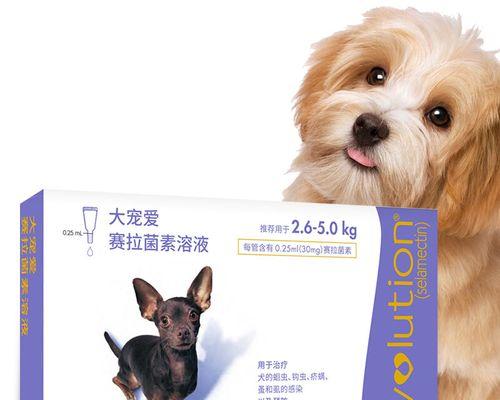 宠物泰迪驱虫指南（成犬泰迪驱虫详解）