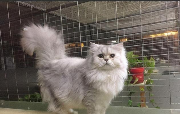 宠物猫汽运费用大揭秘(你的毛球宝贝坐车需要多少钱?以宠物为主)