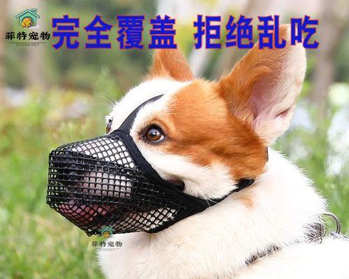 大狗会吃掉小狗吗（探讨宠物犬的食性和行为特征）