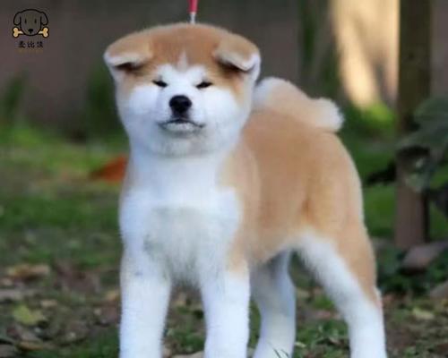 以大狗子对什么意思?——探究宠物犬的称呼与文化背景