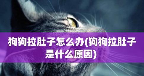 大犬拉肚子的处理方法(如何保护宠物健康)