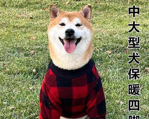 代养狗狗的收费及注意事项(以宠物为主)