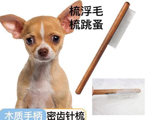 如何给短毛狗修剪毛(宠物美容师教你如何打理短毛狗的毛发)