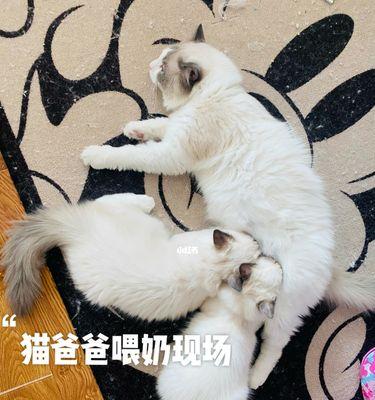 如何科学喂养断奶猫咪（让你的宠物健康成长的关键）