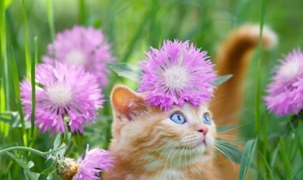 猫咪不能接触的15种有毒植物（猫咪不能接触的15种有毒植物）