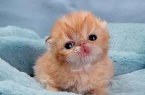 如何让宠物猫恢复精神(二个月小猫没精神的原因和解决方法)