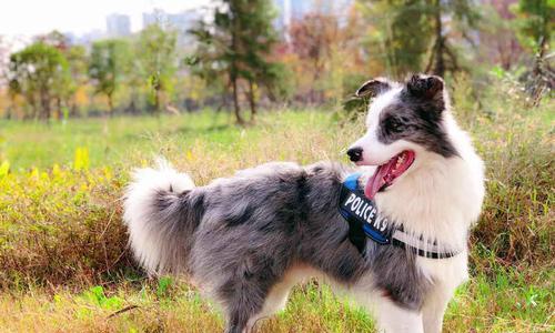 选择适合格力犬的狗粮（格力犬饲养指南｜如何挑选狗粮）