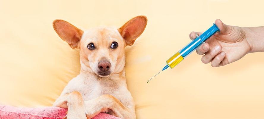 如何给宠物狗狗自己打疫苗（掌握正确方法）