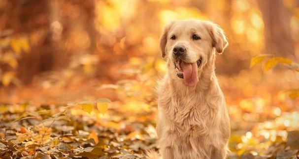 如何为金毛犬选择合适的食物