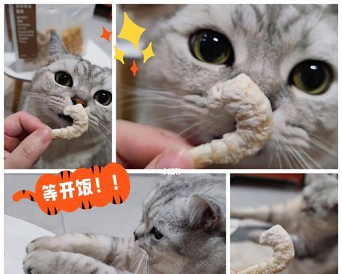 猫咪的营养大补——如何给猫吃鸡蛋（宠物喜欢吃的美食）