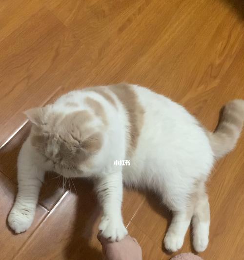 公猫咪打架怎么办(以宠物为主)