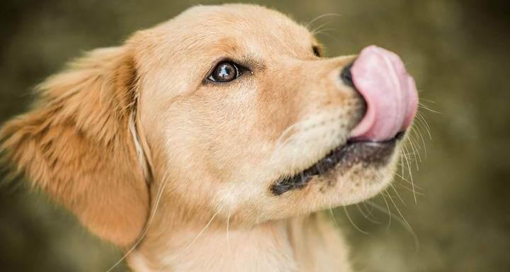 狗鼻子变白的原因和预防措施（从宠物角度看狗鼻子颜色的变化）