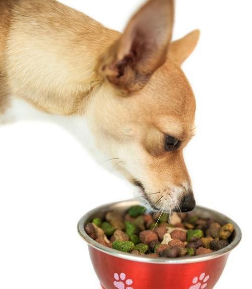宠物狗不吃狗粮吐黄水，可能的原因和应对方法（宠物狗吃不下狗粮的原因）