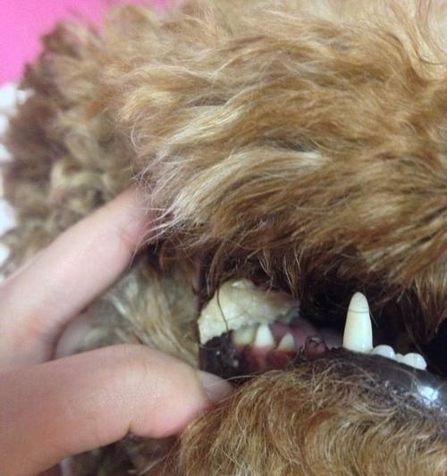如何帮助宠物狗解决牙齿问题（探究狗牙齿问题的原因与解决方法）