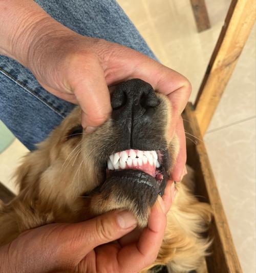 宠物的口腔健康保护（以狗牙齿有点蛀怎么办为例）