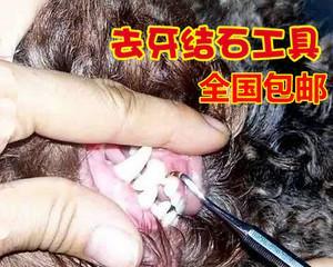 狗牙结石的成因及预防方法（宠物的口腔健康需加强关注）