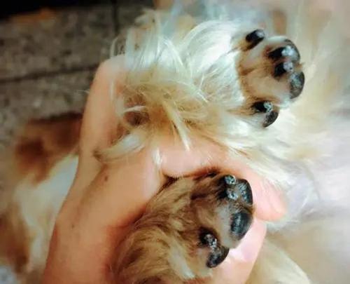 宠物狗指甲剪的正确方法(让你的爱犬爪子更健康)