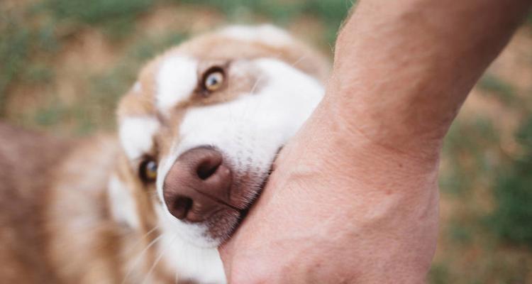 如何训练爱咬东西的宠物狗（有效方法帮助狗狗戒掉咬东西的习惯）