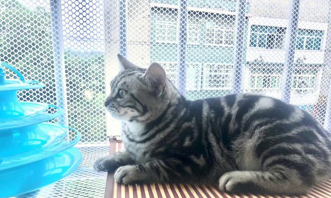 虎斑猫咪，你值得拥有（探讨虎斑猫咪的宠物性质及养护技巧）