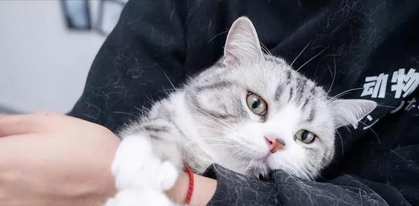 怀孕猫咪能不能被抱(以宠物为主)
