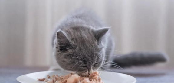 猫咪何时可以以肉为主食（探究猫咪肉食转换的时机及注意事项）