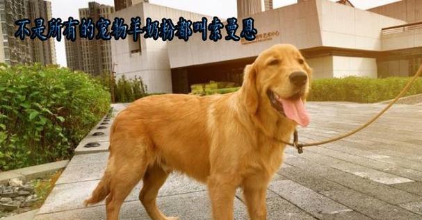 家里养狗有味怎么办(宠物的生活需要细心呵护)