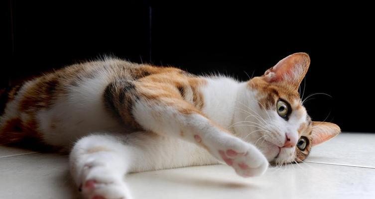 家猫为何会突然抓人(探究猫咪的本性和行为习惯)