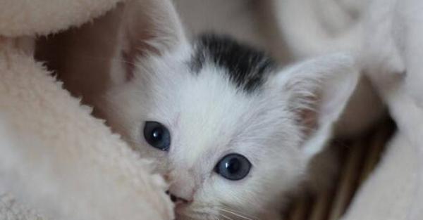 家猫为什么会有呼噜声(探究猫咪呼噜声的起源及作用)