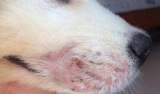 甲硝锉治疗狗狗皮肤问题的全面指南（宠物养护必备）