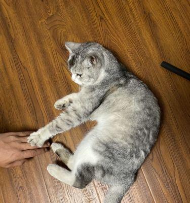 捡到流浪猫咪,如何带回家?