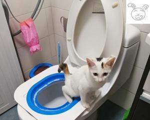 教猫咪上马桶有坏处（为什么不要教猫咪上马桶）