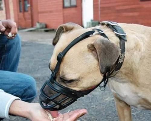 《金毛犬的饮食习惯》（犬主必知）