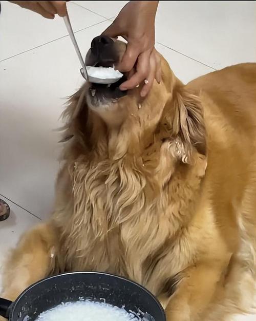 如何治疗金毛狗的肾衰(宠物也需要正确的治疗方式)
