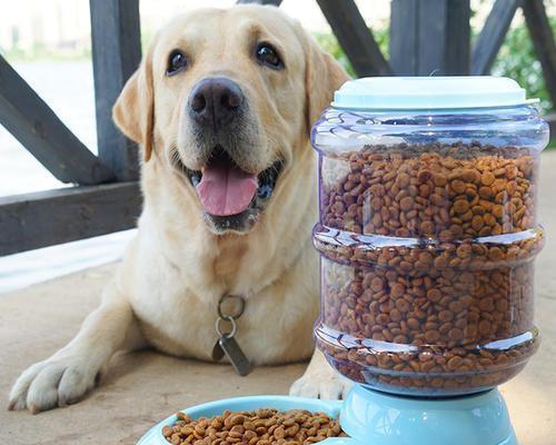 金毛犬不吃狗粮的养护方法（改善宠物的饮食习惯）