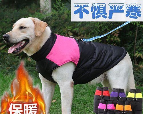 如何解决金毛犬尾巴卷的问题（教你六种有效的方法让宠物金毛尾巴永远不再卷）