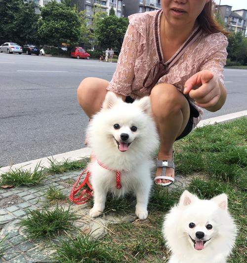 以旧犬喜我归，宠物的爱与忠诚（一只旧犬的故事）