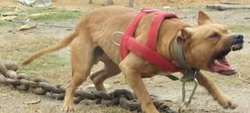 如何训练巨型比特犬成为聪明忠诚的宠物（巨型比特犬训练技巧）