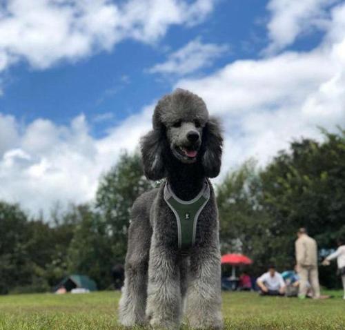 如何打理你的巨型贵宾犬（打造健康）